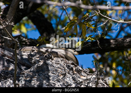 Black Mamba en Lozère Banque D'Images