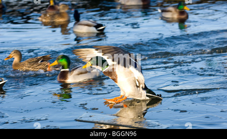 Canard colvert mâle adulte l'atterrissage sur un lac gelé Banque D'Images