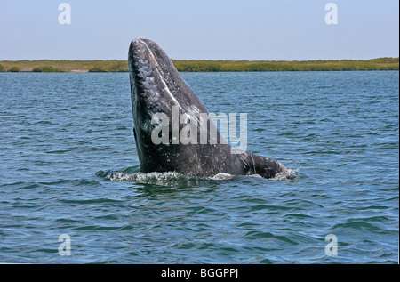 Baleine grise (Eschrichitus robustus) trois mois à Bahia de veau (Magdalena Magdalena Bay), Mexique Banque D'Images