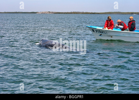 Les touristes regarder baleine grise (Eschrichitus robustus) trois mois à Bahia de veau (Magdalena Magdalena Bay), Mexique Banque D'Images