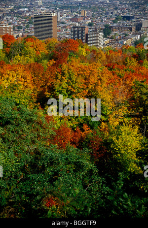 Feuillage d'Automne Couleurs d'automne au parc du Mont-Royal Ville de Montréal Province Québec Canada Amérique du Nord Banque D'Images