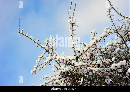 La neige a couvert des branches avec des baies d'aubépine Banque D'Images