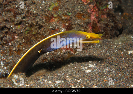 Ruban bleu Rhinomuraena quaesita, anguille, l'évolution de l'enfant brun foncé, à l'adulte de couleur bleu. Banque D'Images