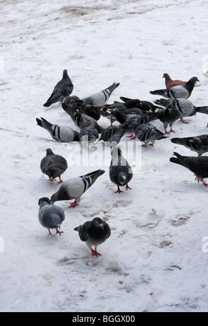 Pigeons à la recherche de nourriture dans la neige. Autour de Norwich au Royaume-Uni de neige de début janvier 2010. Banque D'Images