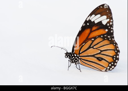 Danaus genutia. Tigre à rayures / papillon papillon tigre commun sur un fond blanc. L'Inde Banque D'Images