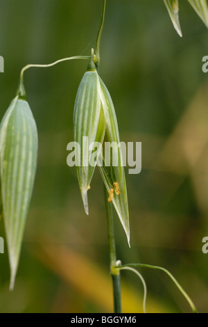 L'avoine sauvage, Avena sativa Banque D'Images