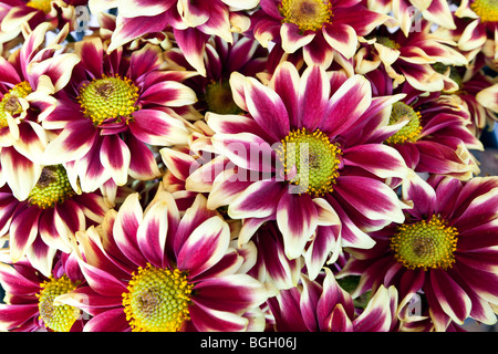 Daisy rouge et blanc tourné en close up avec objectif grand angle en studio Banque D'Images