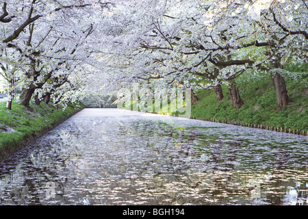 Doublure de cerisiers river Aomori Japon Banque D'Images