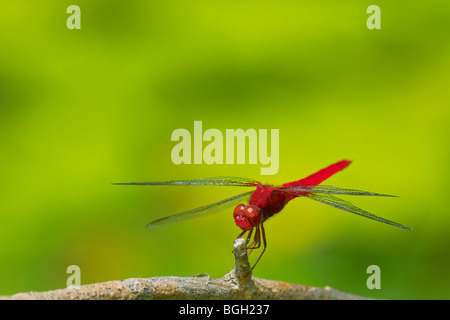 Skimmer libellule écarlate (Crocothemis Dard cramoisi ou servilia). Banque D'Images