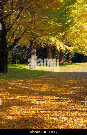 Au cours de l'automne les arbres de Ginkgo Tachikawa-shi, Tokyo Japon Banque D'Images