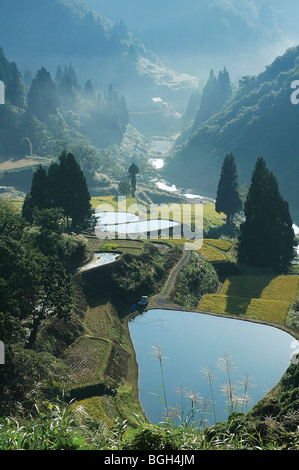 Des rizières en terrasses, Nagaoka, Préfecture de Niigata, Japon Banque D'Images