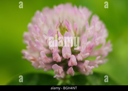 Trèfle incarnat Banque D'Images