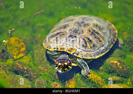 Tortue dans le zoo de San Diego aux Etats-Unis Banque D'Images