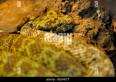 Rattle snake dans le zoo de San Diego aux Etats-Unis Banque D'Images