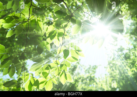 Rayons de soleil brillant à travers les branches des arbres Banque D'Images