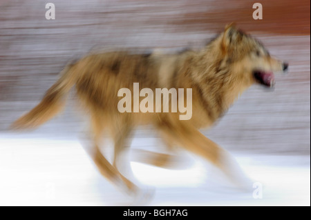 Le loup (Canis lupus)- en captivité dans l'habitat hivernal, Bozeman, Montana, USA Banque D'Images