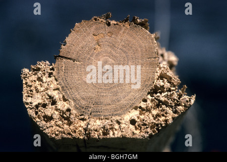 Parasites communs du mobilier, Woodworm Golf Polo (Anobium punctatum), section d'un tronc d'arbre montrant la partie extérieure totalement endommagé Banque D'Images