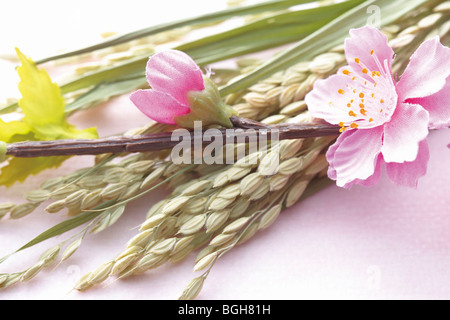 Rose pêche fleurs et plantes de riz Banque D'Images