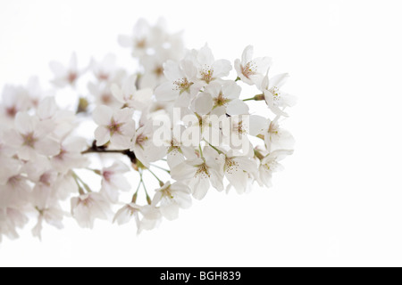 Cerisiers en fleurs Banque D'Images