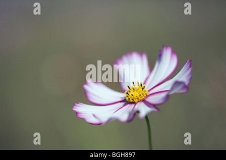 Blanc et violet fleurs cosmos Banque D'Images