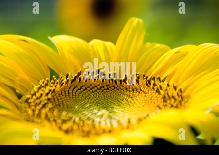 Close-up of a sunflower Banque D'Images