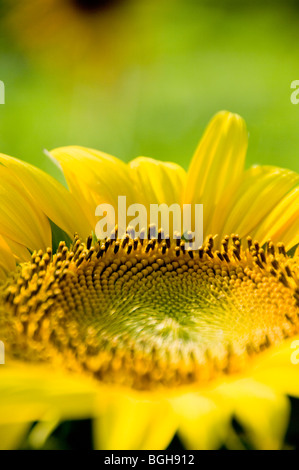 Close-up of a sunflower Banque D'Images