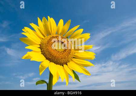 Le tournesol et un ciel bleu Banque D'Images