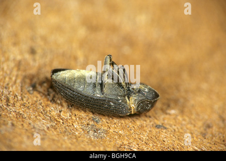 Parasites communs du mobilier, des meubles, de l'Agrile du frêne Woodworm Golf Polo (Hadrobregmus pertinax, Anobium pertinax), mort. Banque D'Images