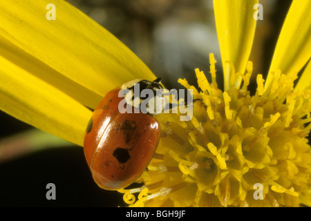 La Coccinelle à deux points, Coccinelle à deux points (Adalia bipunctata), des profils sur une fleur jaune. Banque D'Images