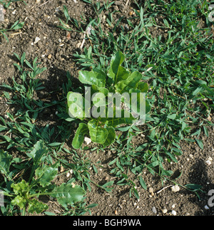 Prosterné knotgrass (Polygonum aviculare) jeunes plants dans une culture de betterave à sucre Banque D'Images