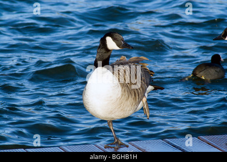 Bernache du Canada Branta canadensis cosmeston country park penarth Vale of Glamorgan South Wales UK Banque D'Images