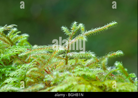 Macro close up extraordinaire de sphaigne luxuriant en forme incroyable tourné dans une forêt en hiver en Ecosse Banque D'Images