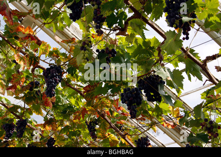 Grappes de raisin se suspendre À LA VIGNE EN SERRE. Banque D'Images