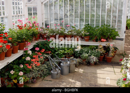 PELARGONIUMS DANS UNE SERRE VICTORIENNE AVEC ARROSOIRS. Banque D'Images