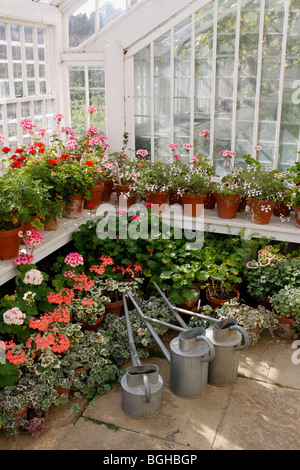 PELARGONIUMS DANS UNE SERRE VICTORIENNE AVEC ARROSOIRS. Banque D'Images