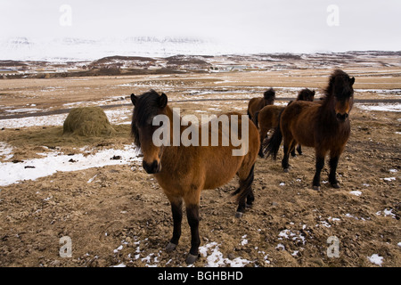 Les chevaux en hiver. Skagafjordur, Islande. Banque D'Images