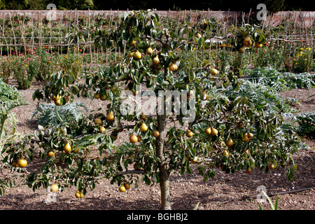 ESPALIER POIRE DANS LE JARDIN CLOS VICTORIEN Banque D'Images