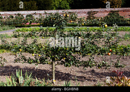 ESPALIER POMMIER DANS UN JARDIN CLOS VICTORIEN Banque D'Images