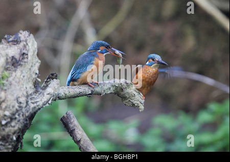 Kingfisher mâle femelle présentant avec des poissons avant l'accouplement Banque D'Images