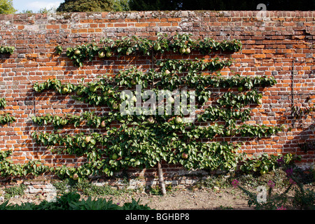 L'ESPALIER Pear Tree dans un jardin clos victorien. Banque D'Images