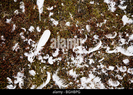 Les plumes d'un cygne mort. L'Islande. Cygne chanteur (Cygnus cygnus) Banque D'Images