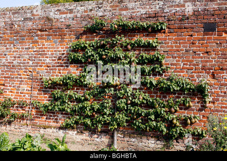 ESPALIER POIRE DANS LE JARDIN CLOS VICTORIEN Banque D'Images
