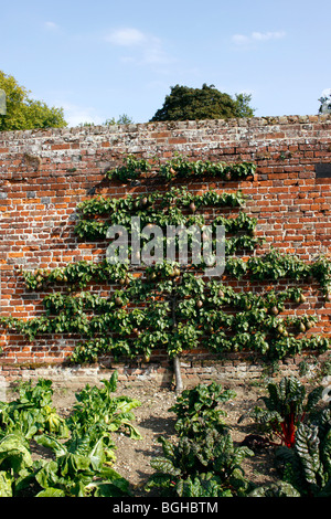 L'ESPALIER Pear Tree dans un jardin clos victorien. Banque D'Images