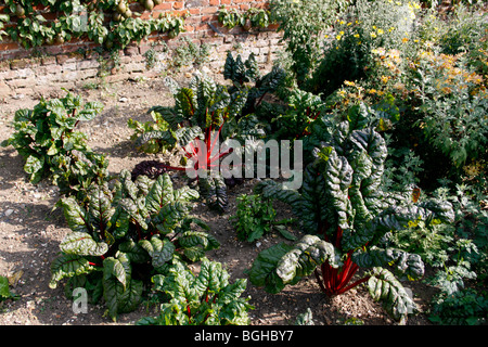 JARDIN D'ALLOTISSEMENT CULTIVANT DES CHETTES RUBY Banque D'Images