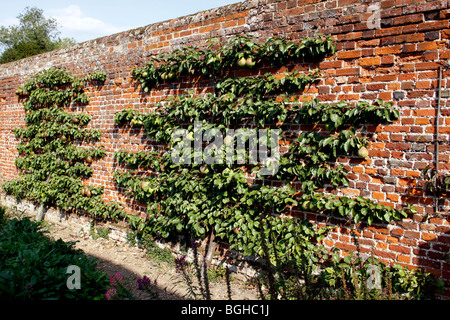 L'ESPALIER Pear Tree dans un jardin clos victorien. Banque D'Images