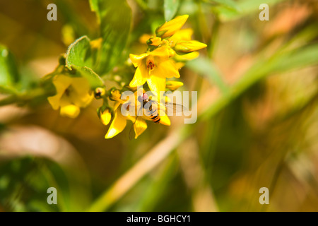 Hover Fly se nourrissant de salicaire jaune Banque D'Images