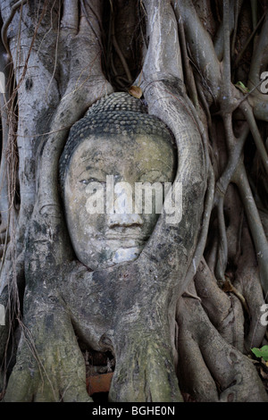 Une sculpture en grès de la tête d'un Bouddha dans les racines d'un arbre au Wat Phra Si Sanphet à Ayuthaya, Thaïlande Banque D'Images