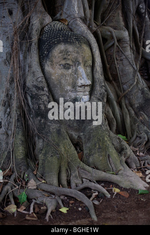 Une sculpture en grès de la tête d'un Bouddha dans les racines d'un arbre au Wat Phra Si Sanphet à Ayuthaya, Thaïlande Banque D'Images