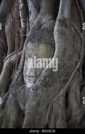 Une sculpture en grès de la tête d'un Bouddha dans les racines d'un arbre au Wat Phra Si Sanphet à Ayuthaya, Thaïlande Banque D'Images