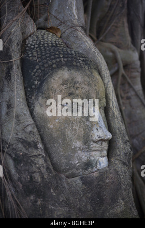 Une sculpture en grès de la tête d'un Bouddha dans les racines d'un arbre au Wat Phra Si Sanphet à Ayuthaya, Thaïlande Banque D'Images